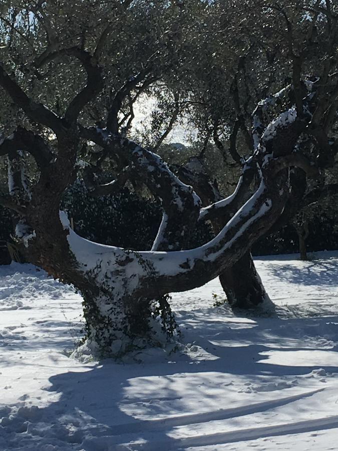Il Poggio Degli Ulivi Leilighet Trevignano Romano Eksteriør bilde
