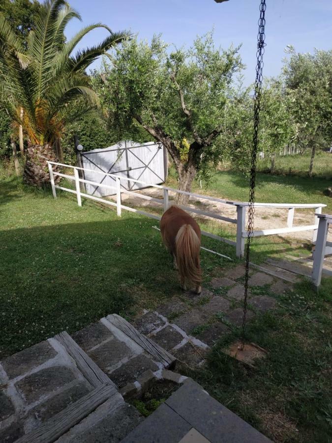 Il Poggio Degli Ulivi Leilighet Trevignano Romano Eksteriør bilde