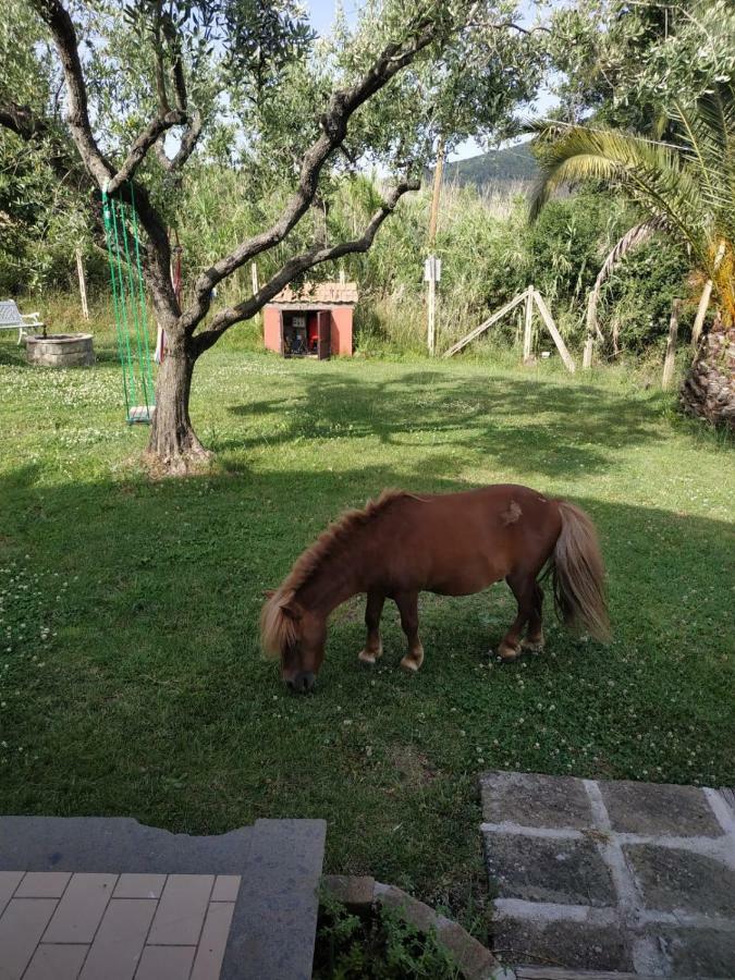 Il Poggio Degli Ulivi Leilighet Trevignano Romano Eksteriør bilde